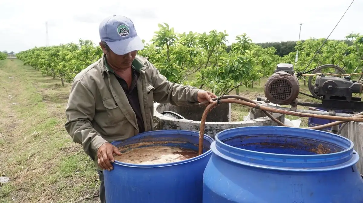 OCOP mùa Tết: [Bài 1] Trái ngọt mãng cầu Bà Đen vào ‘mùa vàng’