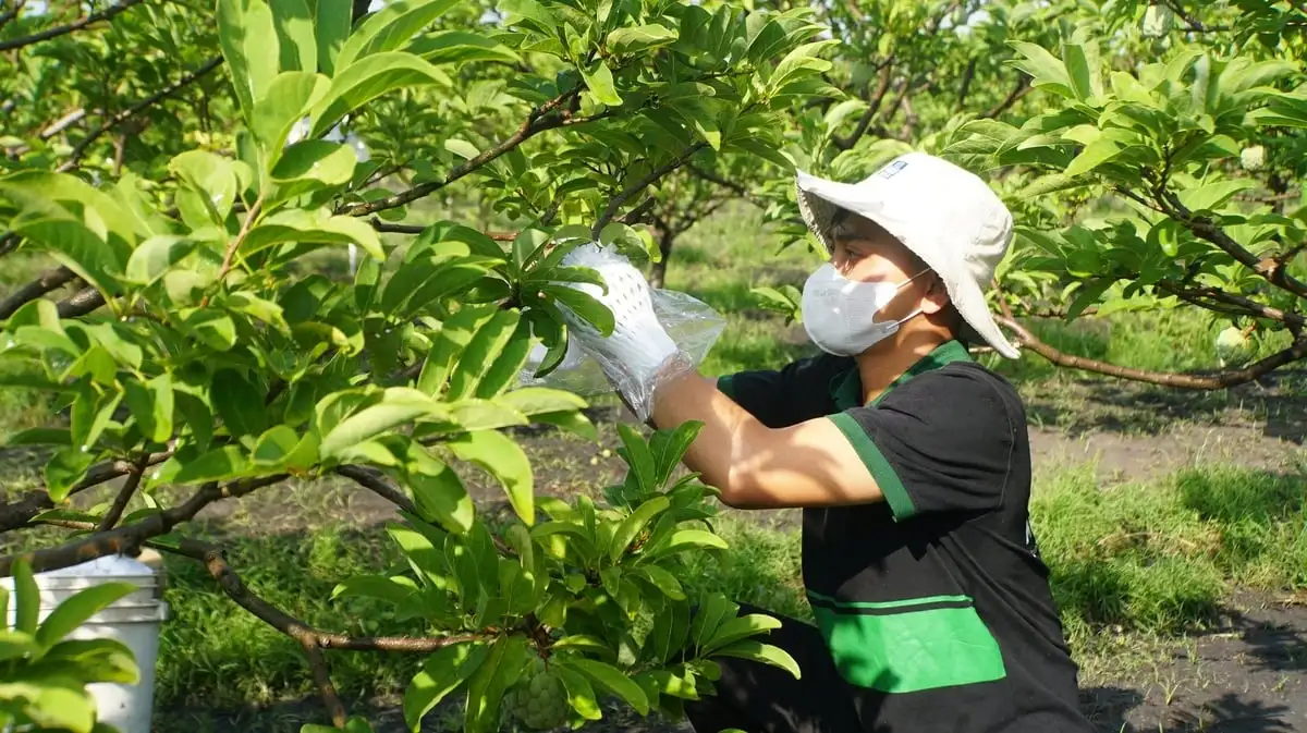 OCOP mùa Tết: [Bài 1] Trái ngọt mãng cầu Bà Đen vào ‘mùa vàng’