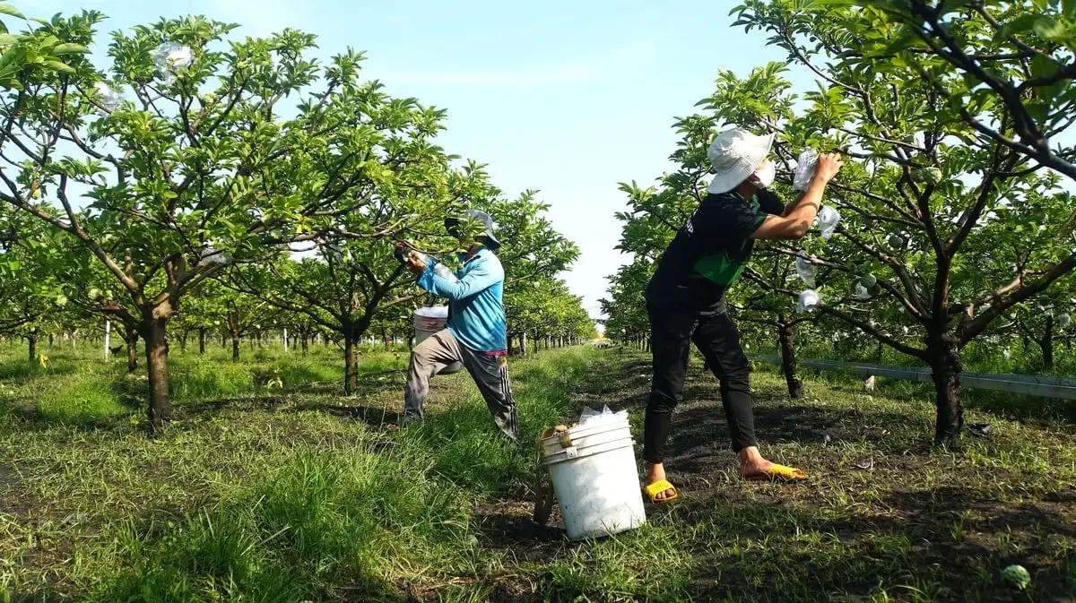 OCOP mùa Tết: [Bài 1] Trái ngọt mãng cầu Bà Đen vào ‘mùa vàng’