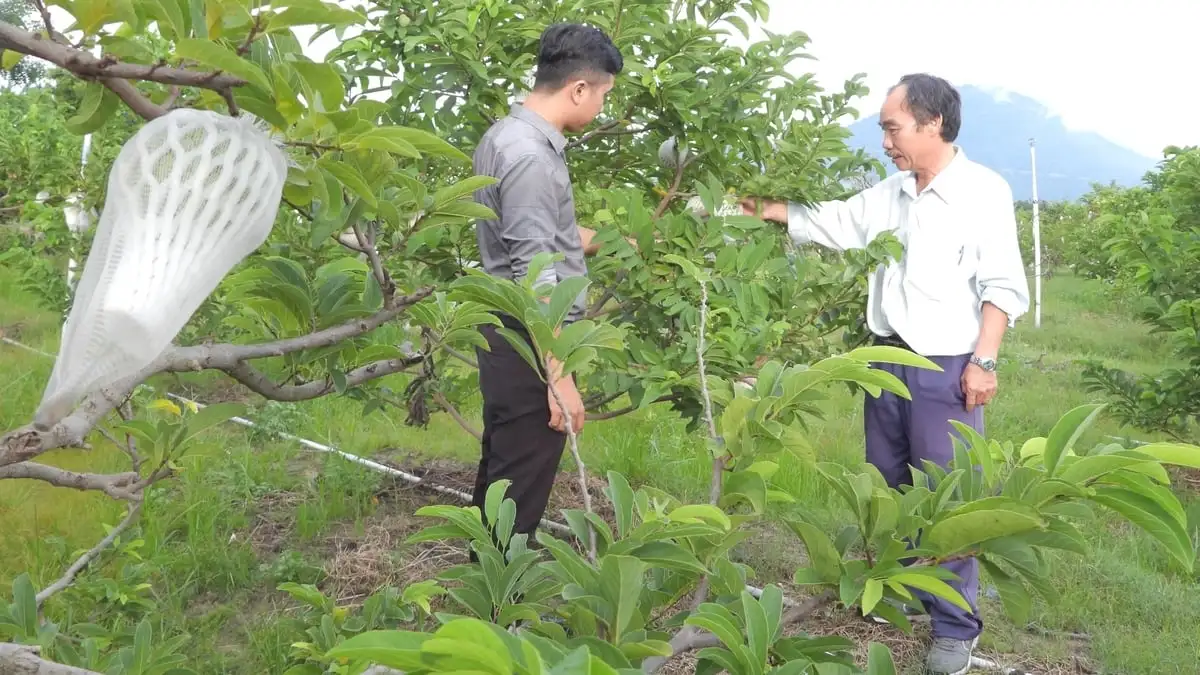 OCOP mùa Tết: [Bài 4] Nâng tầm sản vật địa phương