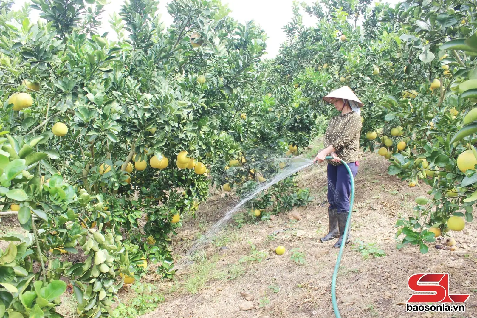 Phát triển cây ăn quả theo hướng bền vững