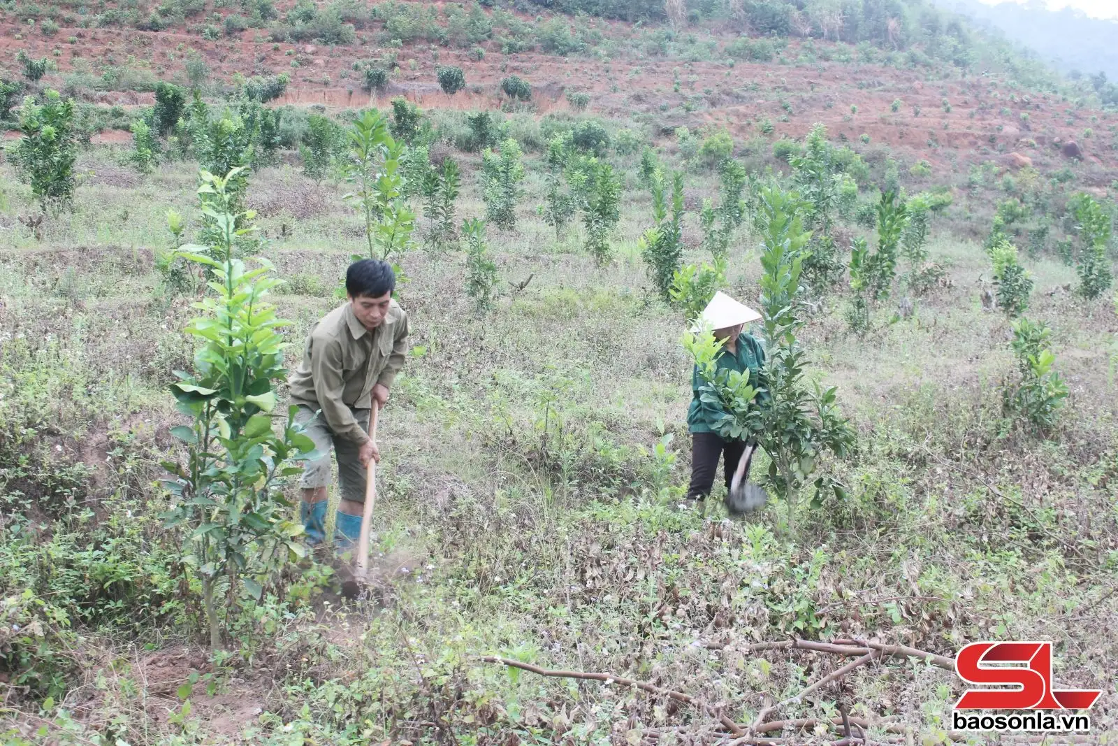 Phát triển cây ăn quả theo hướng bền vững