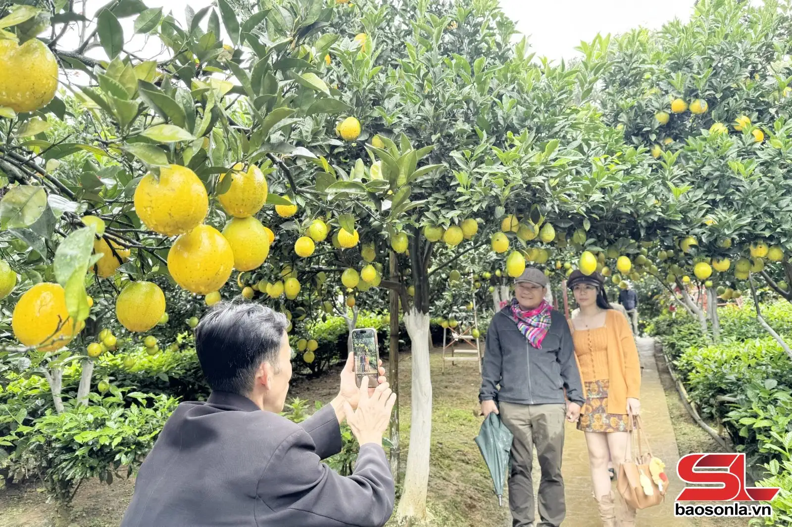 Phát triển nông nghiệp xanh gắn với du lịch sinh thái