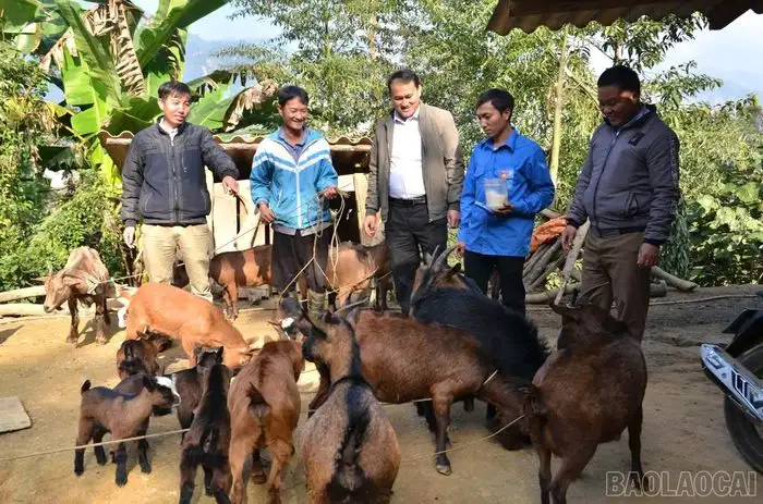 Phát triển sinh kế bền vững – ‘đòn bẩy’ giảm nghèo ở Trạm Tấu