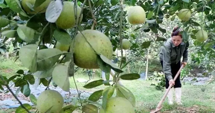 Phú Thọ đẩy mạnh chuyển đổi số, mở hướng giảm nghèo bền vững ở nông thôn