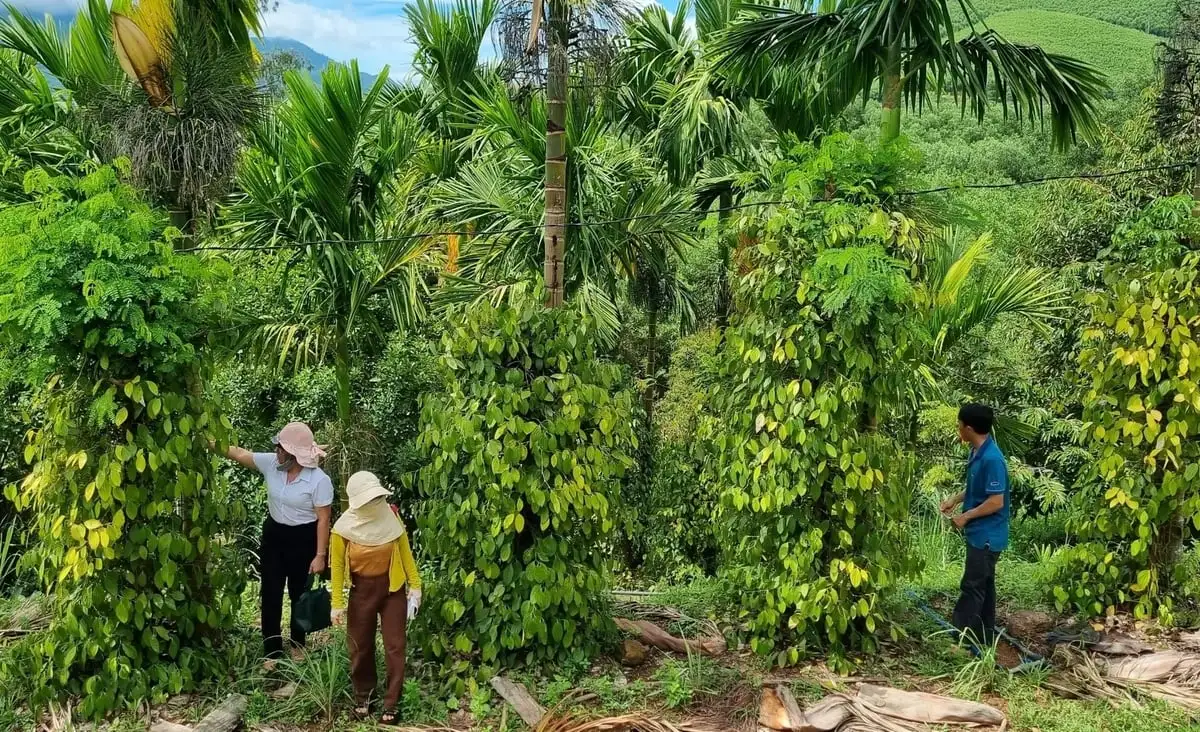 Quảng Ngãi xây dựng nông thôn mới để giảm nghèo bền vững