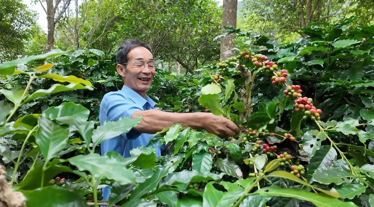 Sản phẩm OCOP Sơn La: Tập trung ‘chất’ thay vì ‘lượng’