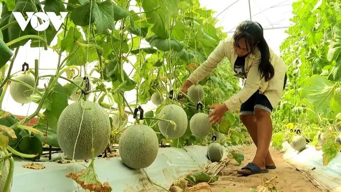 Số hóa nông nghiệp – con đường làm giàu từ ruộng vườn quê hương