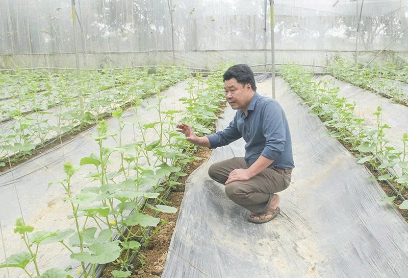 Sức bật nông thôn mới từ các HTX nông nghiệp ứng dụng công nghệ cao