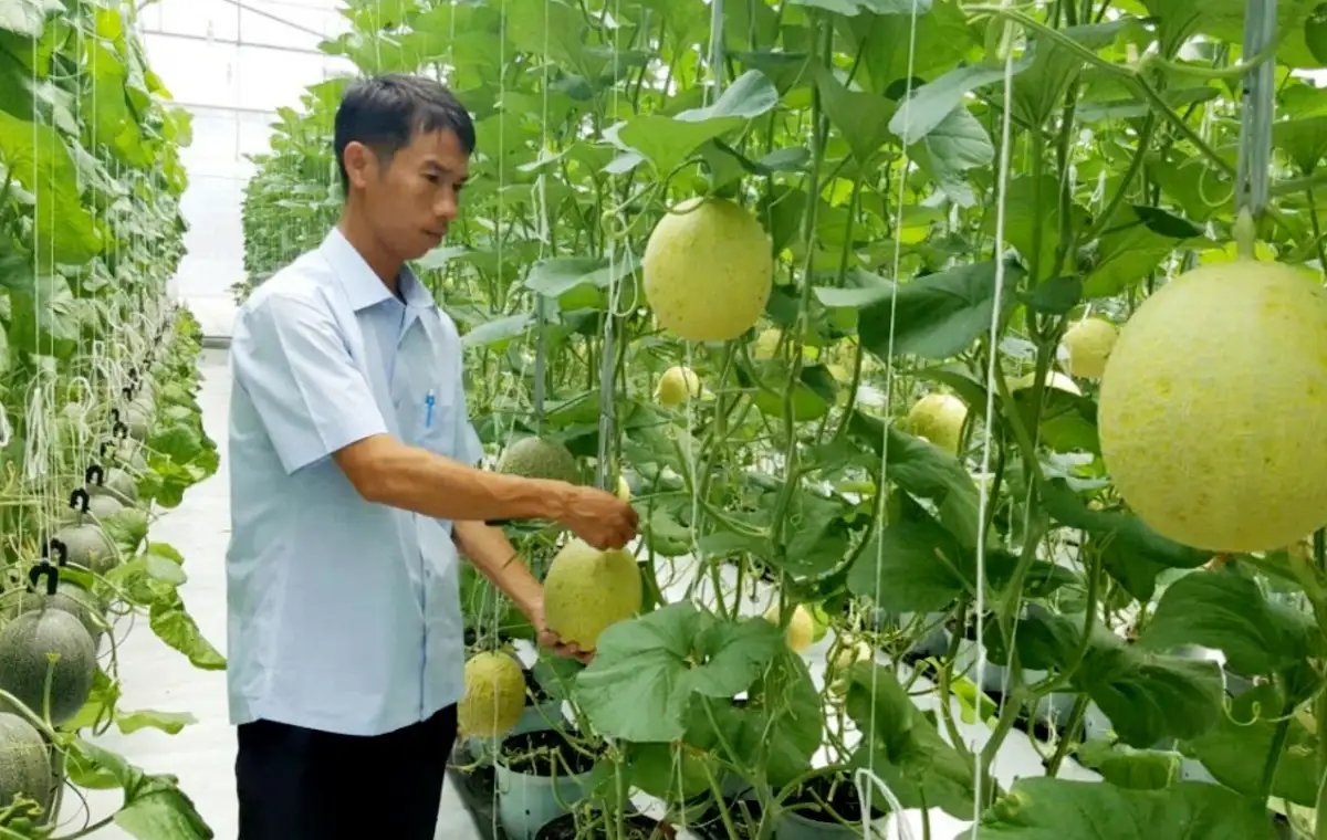 ‘Tấm vé thông hành’ giúp nông sản Huế chinh phục thị trường