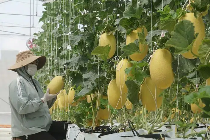 Tạo đột phá từ nông nghiệp công nghệ cao