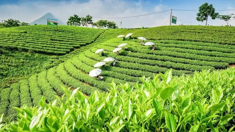 Thái Nguyên tạo nền tảng phát triển nông thôn giai đoạn 2026-2030