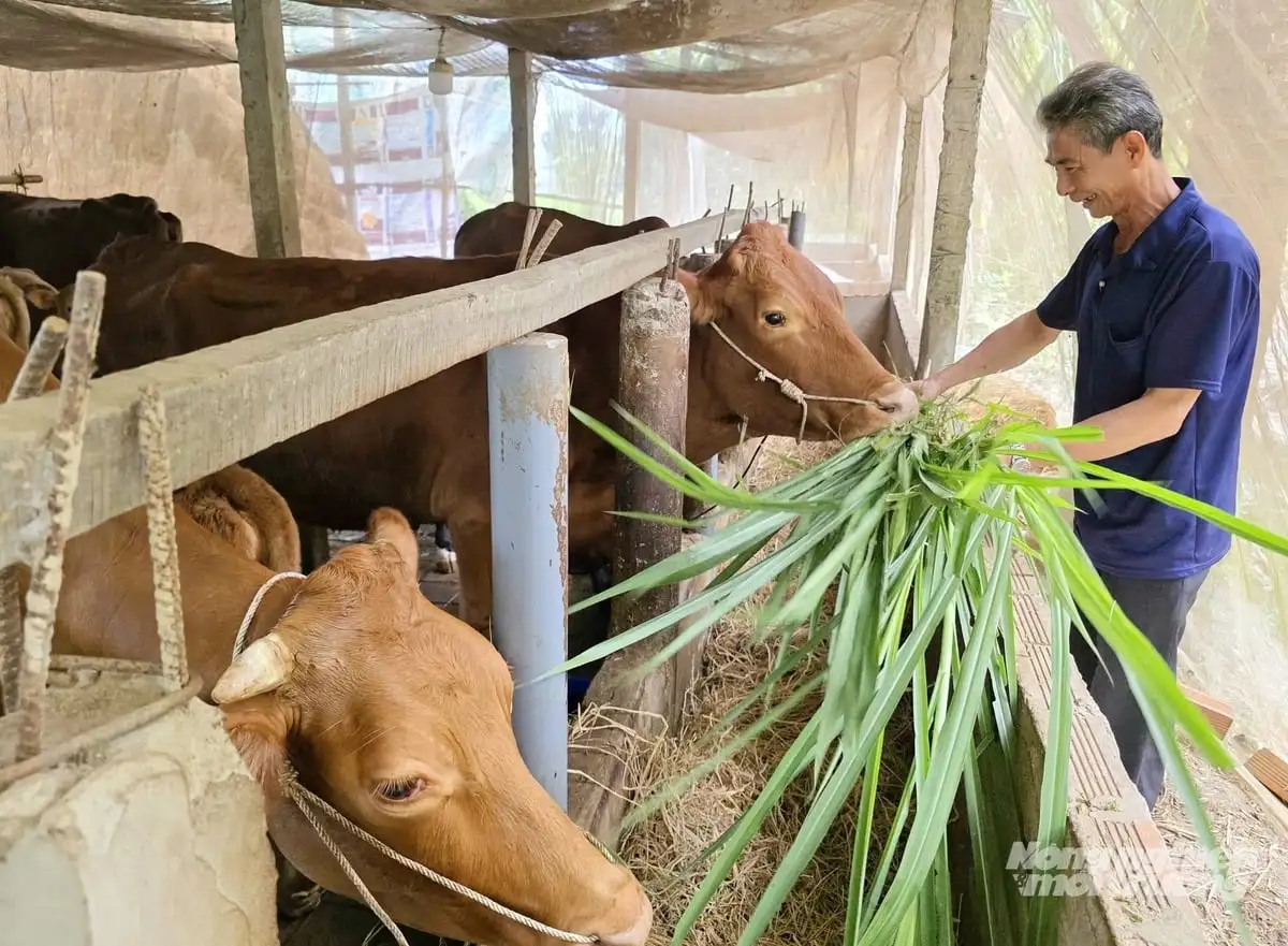Thoát cảnh độc canh lúa nhờ mô hình nuôi bò sinh sản