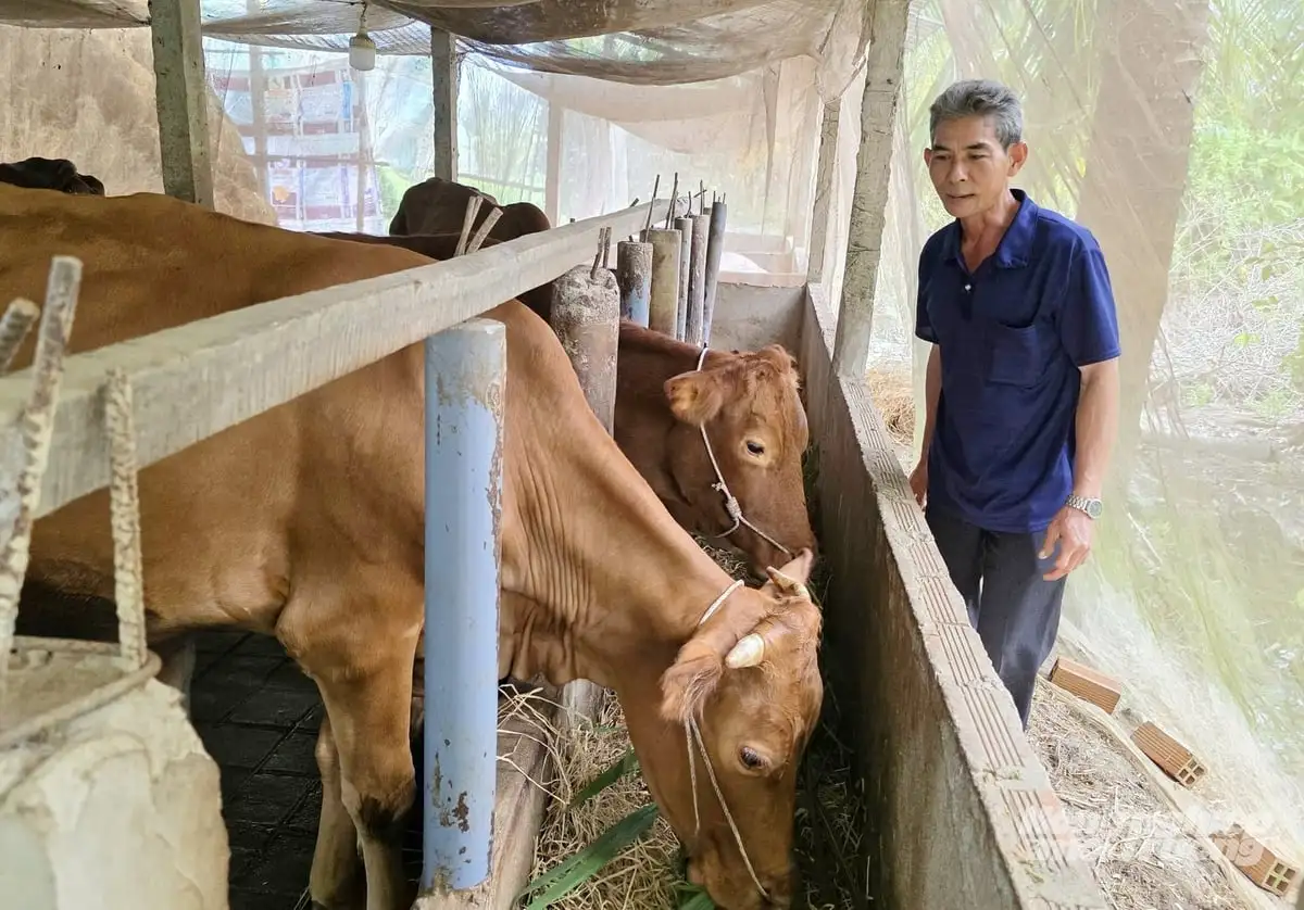 Thoát cảnh độc canh lúa nhờ mô hình nuôi bò sinh sản