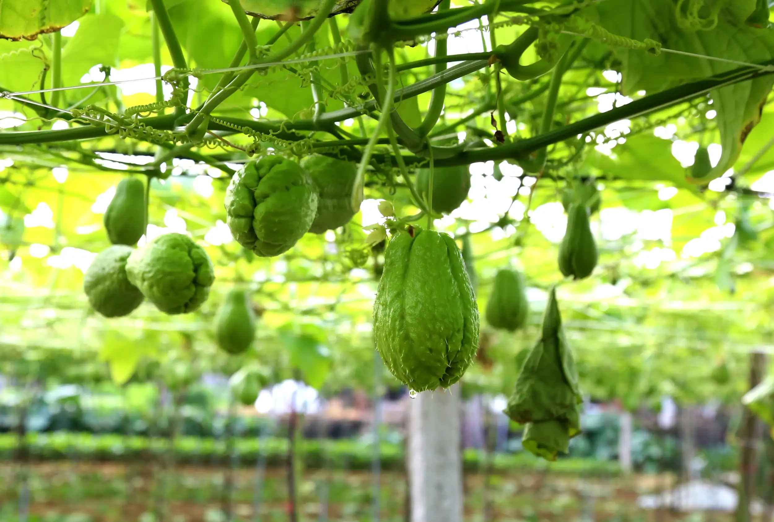 Thủ phủ su su Nghệ An vào mùa