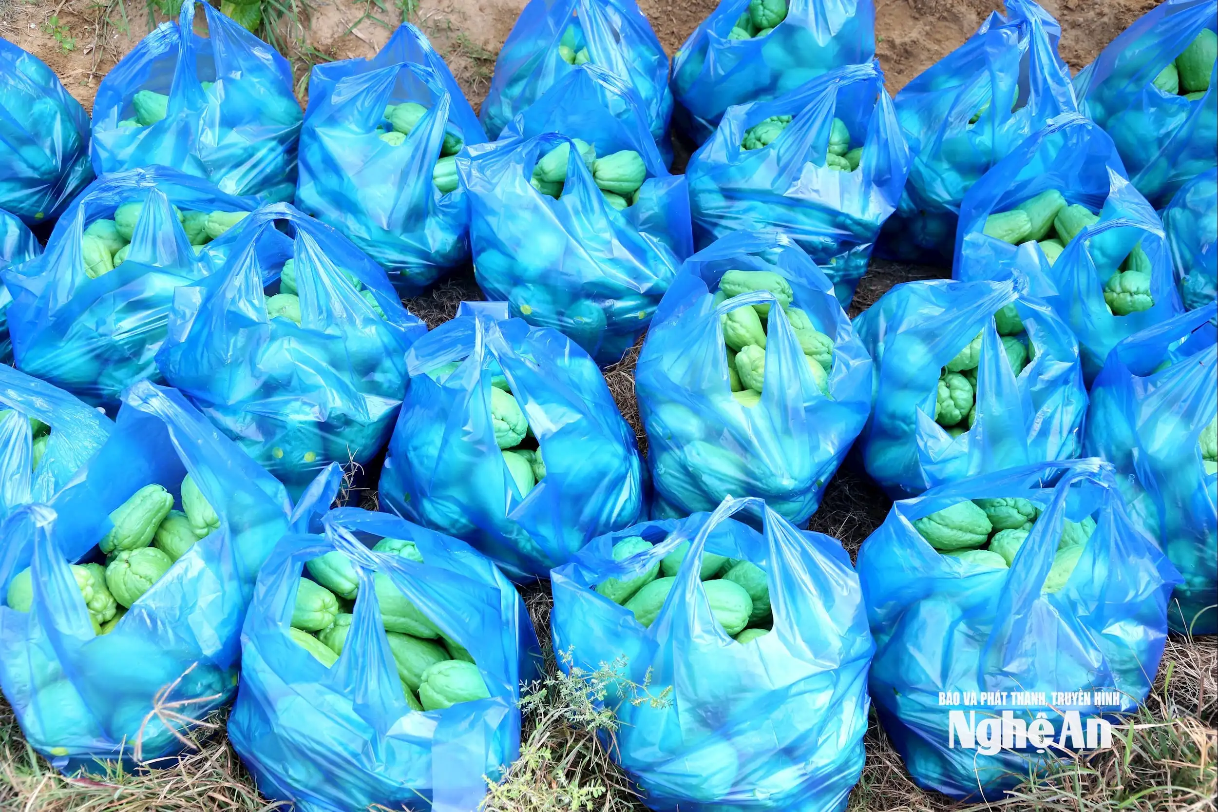 Thủ phủ su su Nghệ An vào mùa