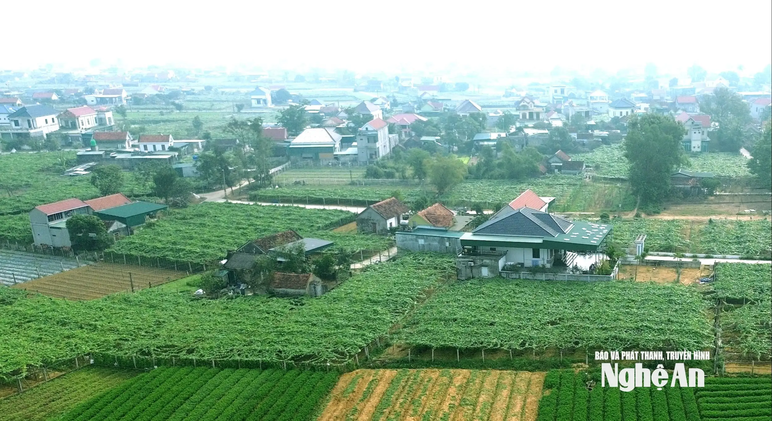 Thủ phủ su su Nghệ An vào mùa