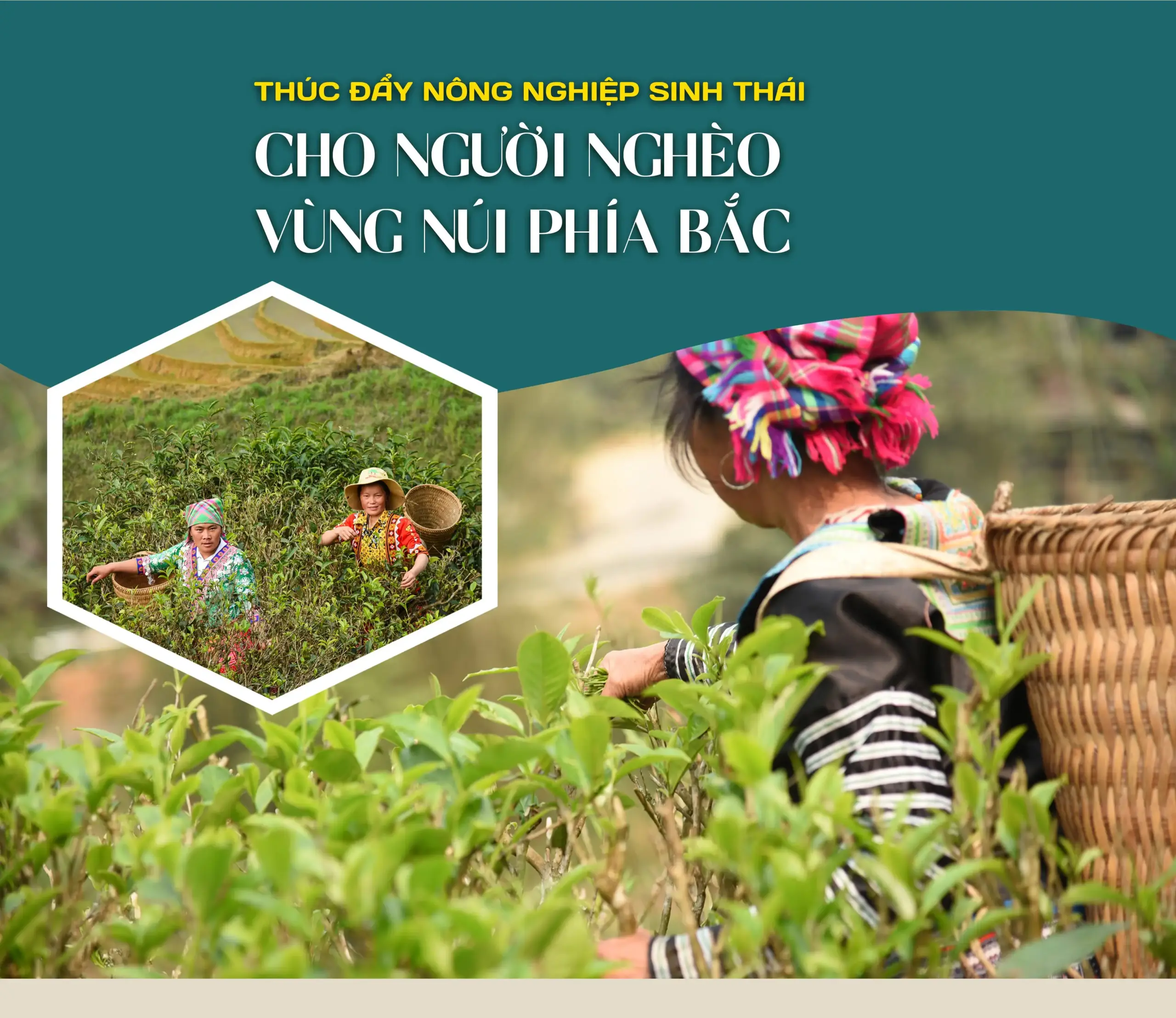 Thúc đẩy nông nghiệp sinh thái cho người nghèo vùng núi Phía Bắc