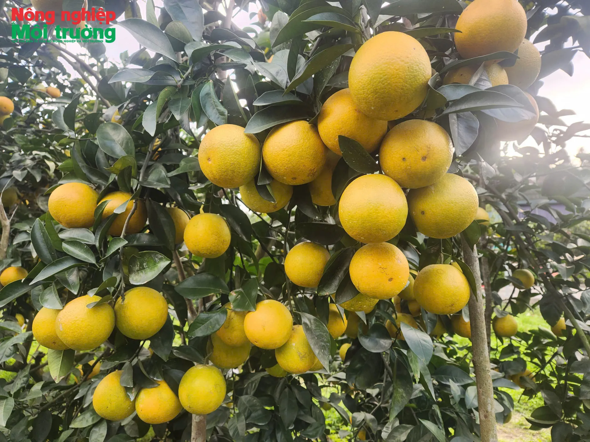 Thương hiệu cam Giòn đạt chuẩn OCOP nức tiếng gần xa