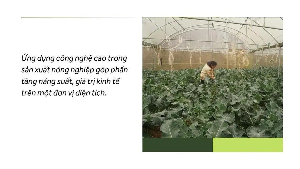 Tiên phong ứng dụng công nghệ cao trong sản xuất nông nghiệp