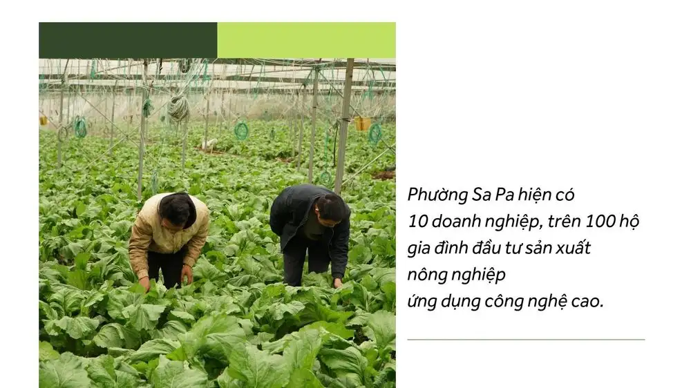 Tiên phong ứng dụng công nghệ cao trong sản xuất nông nghiệp