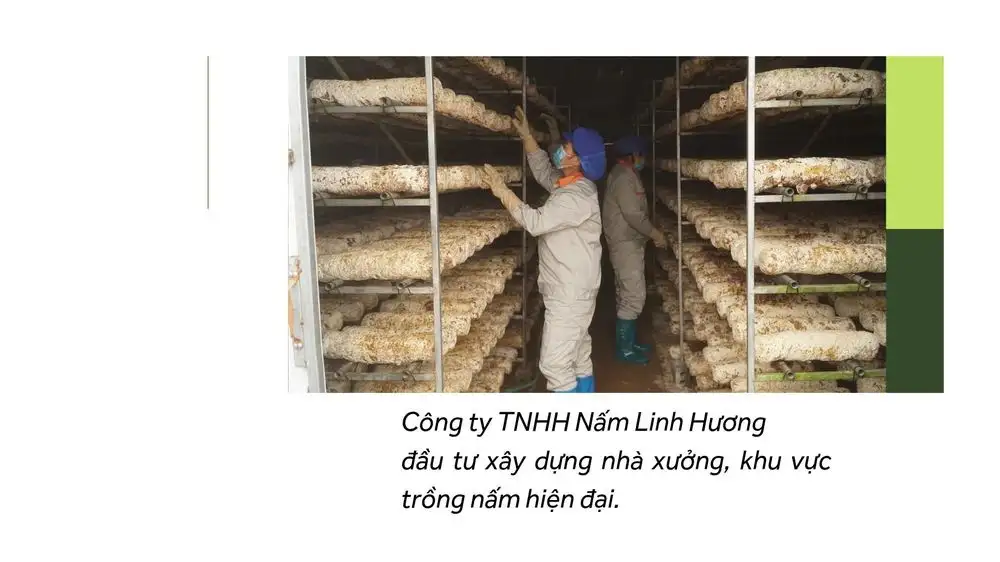 Tiên phong ứng dụng công nghệ cao trong sản xuất nông nghiệp