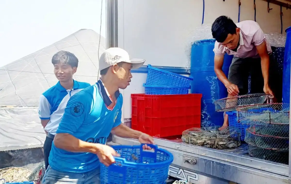 TP.HCM: Giá tôm thương phẩm tăng mạnh, người nuôi phấn khởi