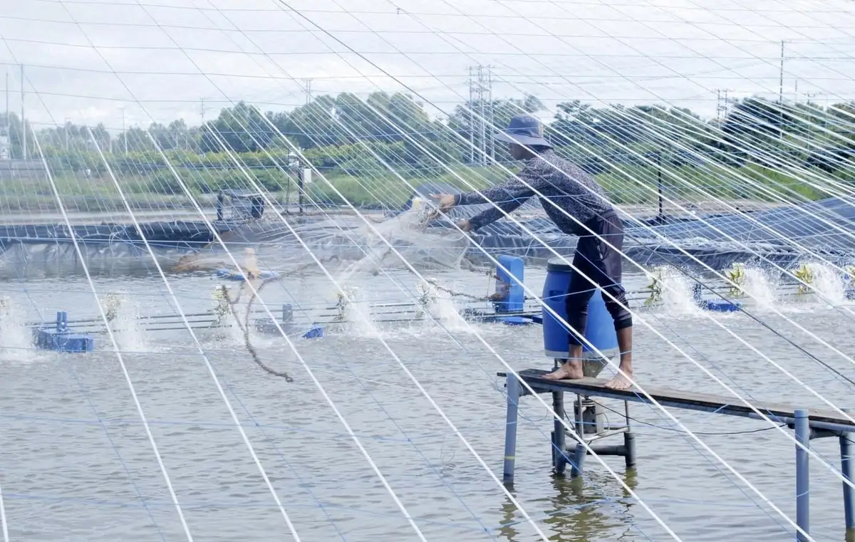 TP.HCM: Giá tôm thương phẩm tăng mạnh, người nuôi phấn khởi