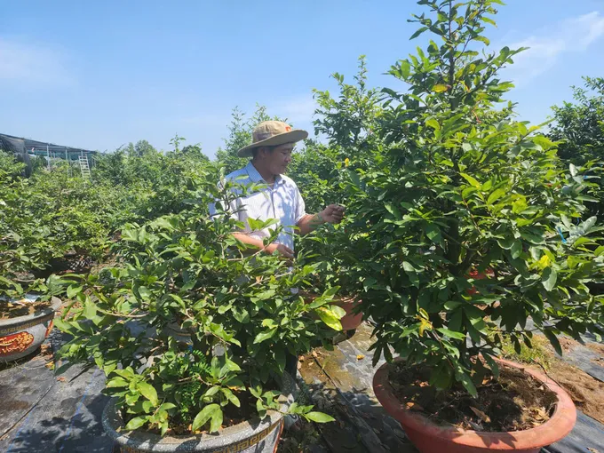 TPHCM: Các làng hoa tất bật vào vụ Tết Nguyên đán Bính Ngọ 2026