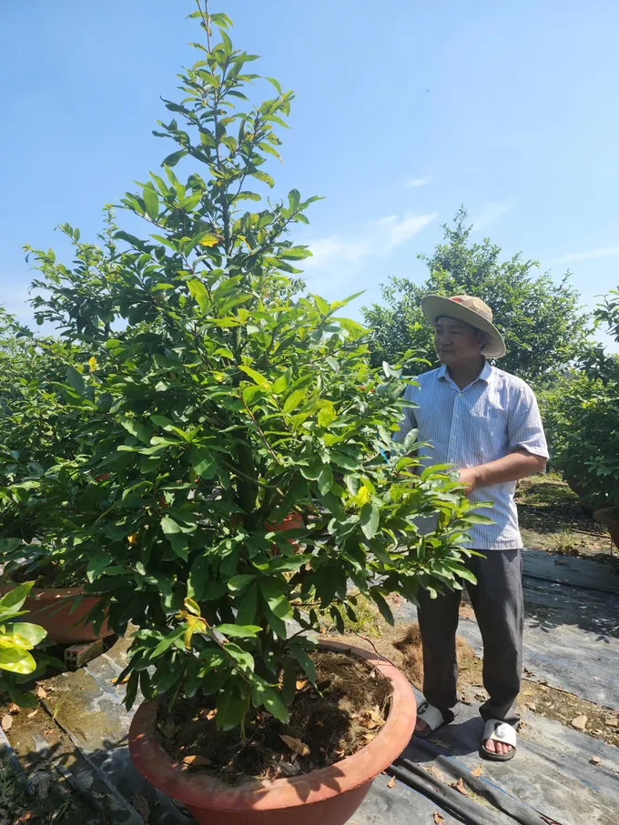 TPHCM: Các làng hoa tất bật vào vụ Tết Nguyên đán Bính Ngọ 2026