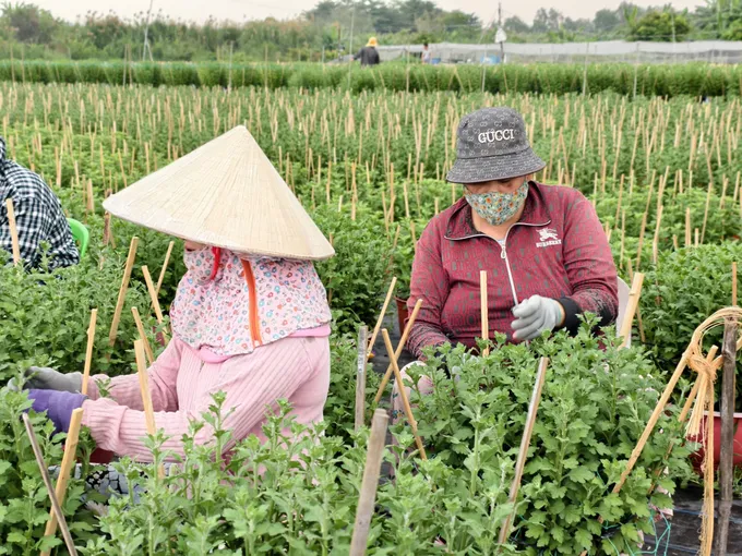 TPHCM: Các làng hoa tất bật vào vụ Tết Nguyên đán Bính Ngọ 2026