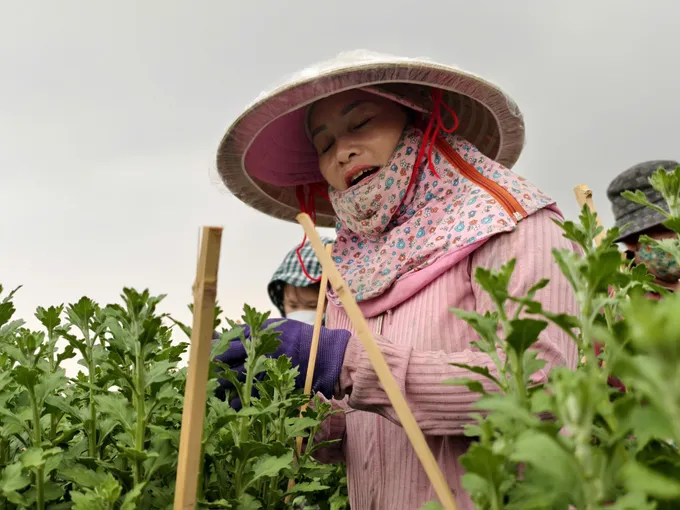 TPHCM: Các làng hoa tất bật vào vụ Tết Nguyên đán Bính Ngọ 2026