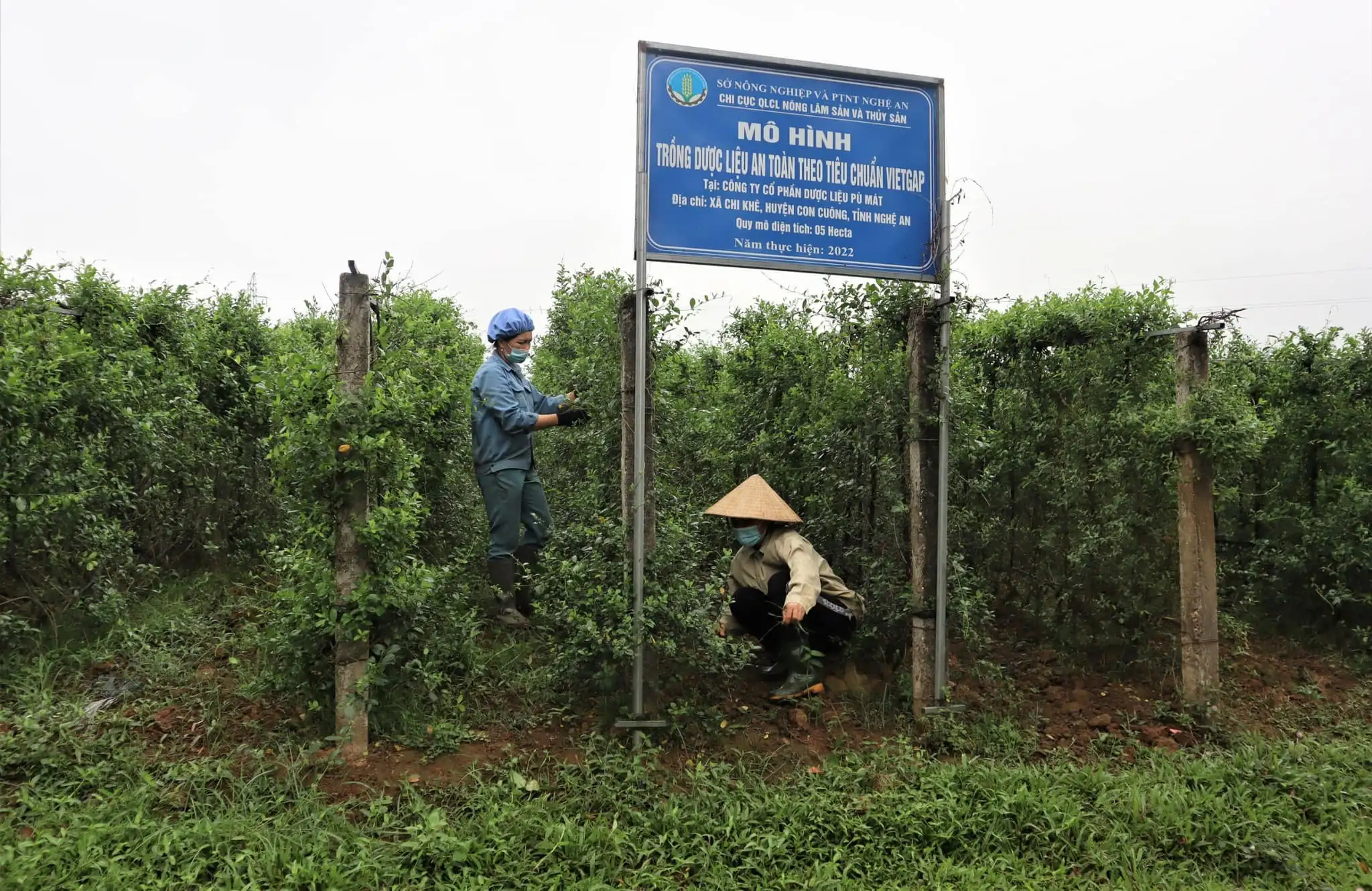 Trồng cây dược liệu – Hướng sinh kế bền vững cho bà con miền Tây Nghệ An