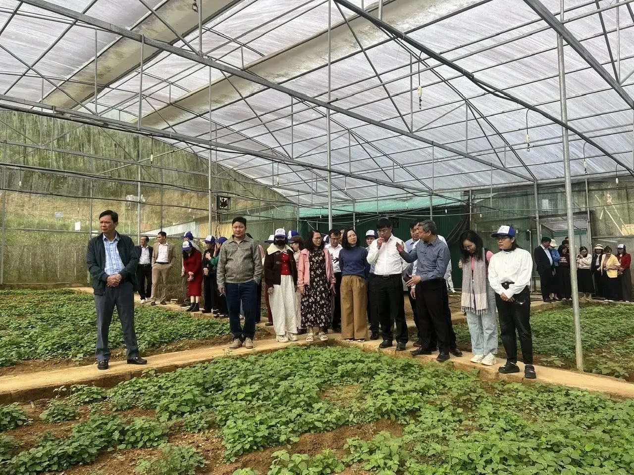 Trồng cây dược liệu – Hướng sinh kế bền vững cho bà con miền Tây Nghệ An