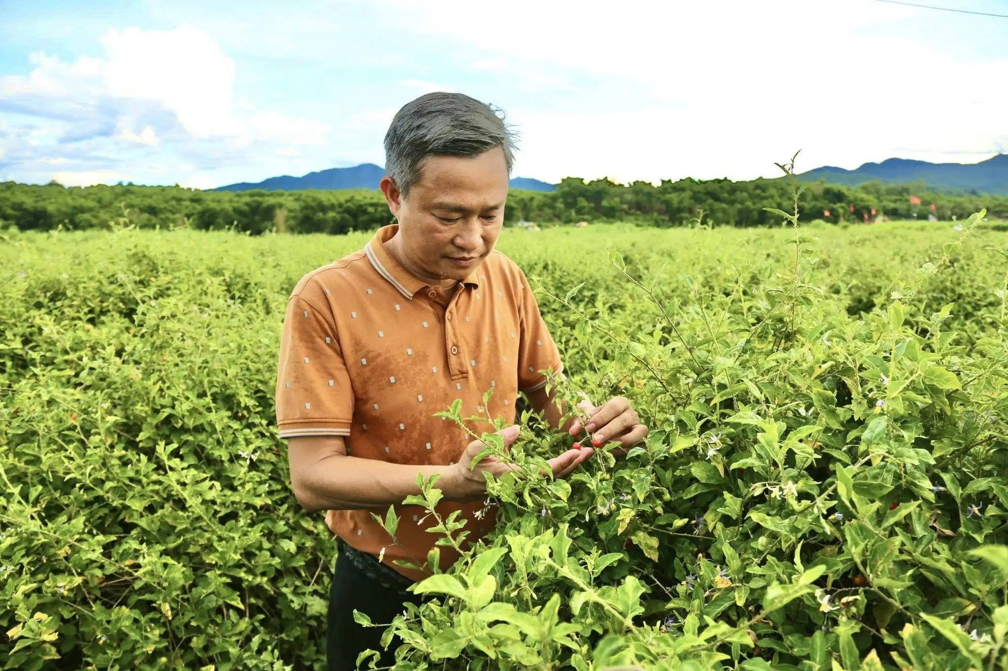 Trồng cây dược liệu – Hướng sinh kế bền vững cho bà con miền Tây Nghệ An