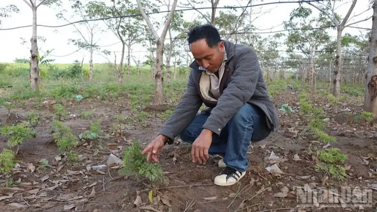 Trồng dược liệu dưới tán cây lâu năm: “Đánh thức” đất vườn, mở lối sinh kế bền vững