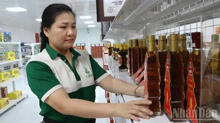 Trồng dược liệu dưới tán cây lâu năm: “Đánh thức” đất vườn, mở lối sinh kế bền vững