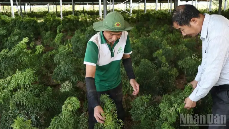 Trồng dược liệu dưới tán cây lâu năm: “Đánh thức” đất vườn, mở lối sinh kế bền vững