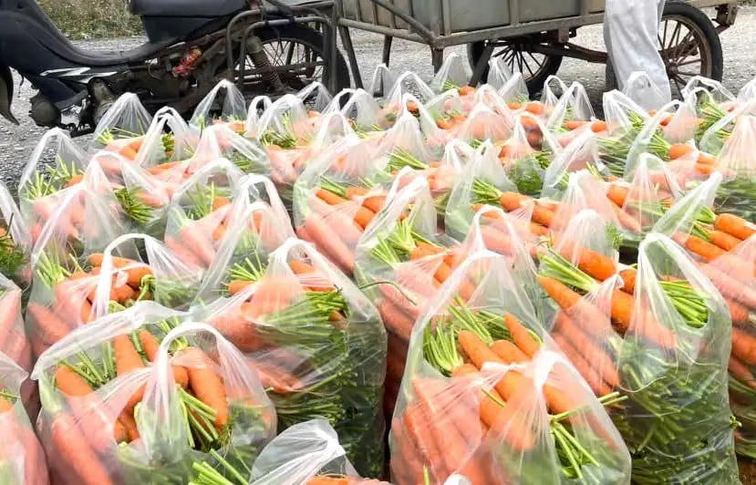 Trồng loại củ ăn vào đẹp da sáng mắt, năm nay được mùa lại bán giá cao, nông dân một phường ở Nghệ An phấn khởi