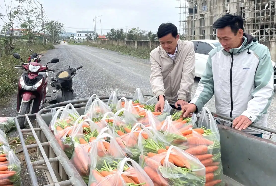 Trồng loại củ ăn vào đẹp da sáng mắt, năm nay được mùa lại bán giá cao, nông dân một phường ở Nghệ An phấn khởi