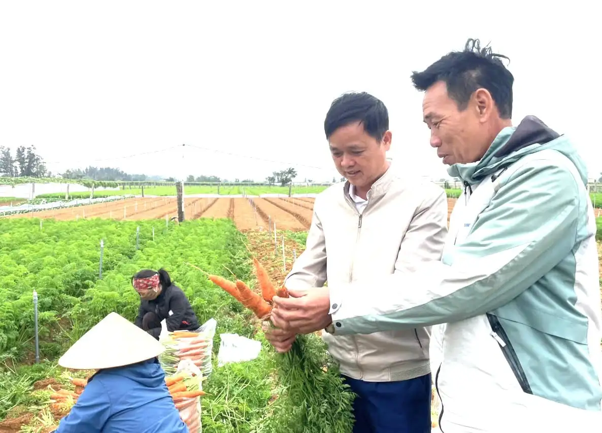 Trồng loại củ ăn vào đẹp da sáng mắt, năm nay được mùa lại bán giá cao, nông dân một phường ở Nghệ An phấn khởi