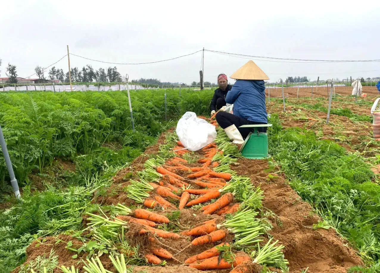 Trồng loại củ ăn vào đẹp da sáng mắt, năm nay được mùa lại bán giá cao, nông dân một phường ở Nghệ An phấn khởi