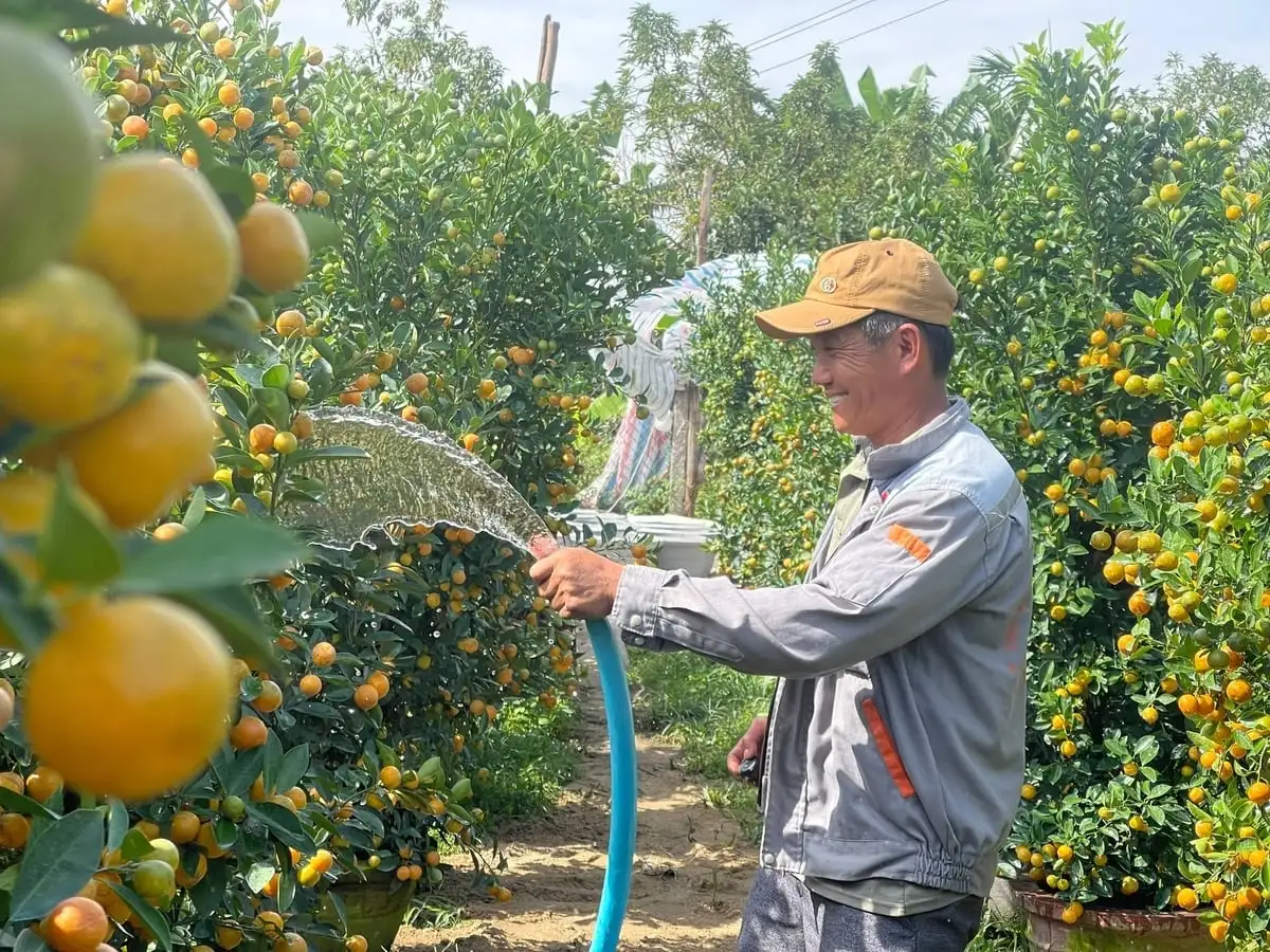 Trồng quất cảnh, lối đi mới cho nông nghiệp đô thị Quảng Ngãi