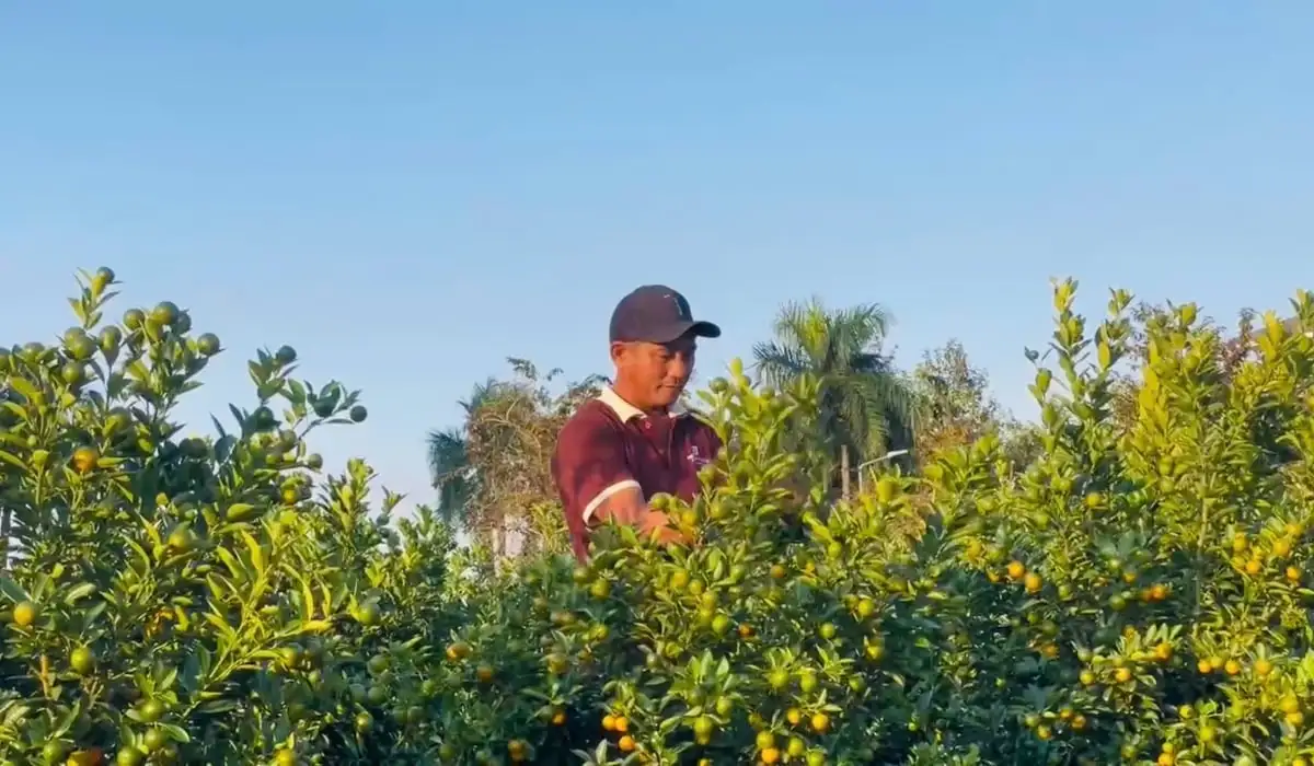 Trồng quất cảnh, lối đi mới cho nông nghiệp đô thị Quảng Ngãi