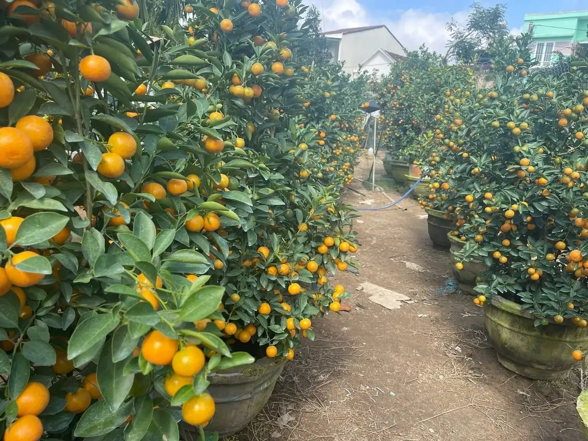 Trồng quất cảnh, lối đi mới cho nông nghiệp đô thị Quảng Ngãi
