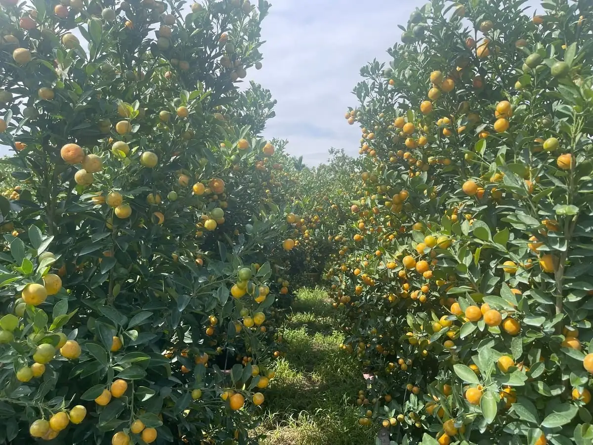 Trồng quất cảnh, lối đi mới cho nông nghiệp đô thị Quảng Ngãi