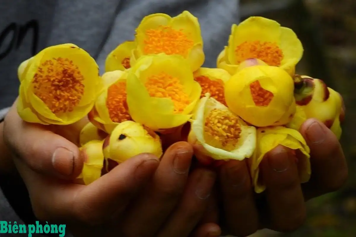 Từ cây rừng hoang dã đến “vàng xanh” phát triển kinh tế bền vững cho đồng bào Dao ở khu vực biên giới Quảng Ninh