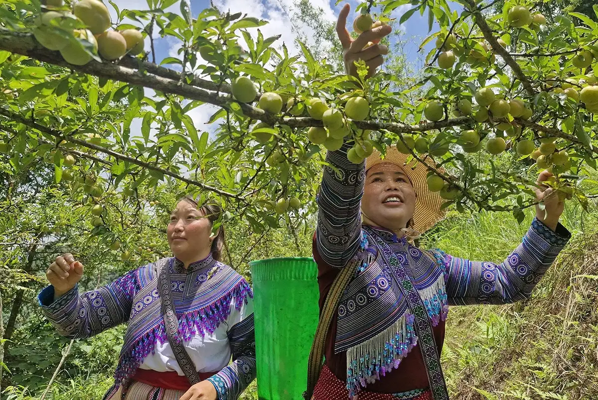 Từ ứng dụng công nghệ cao đến bảo vệ giá trị trí tuệ của sản phẩm HTX