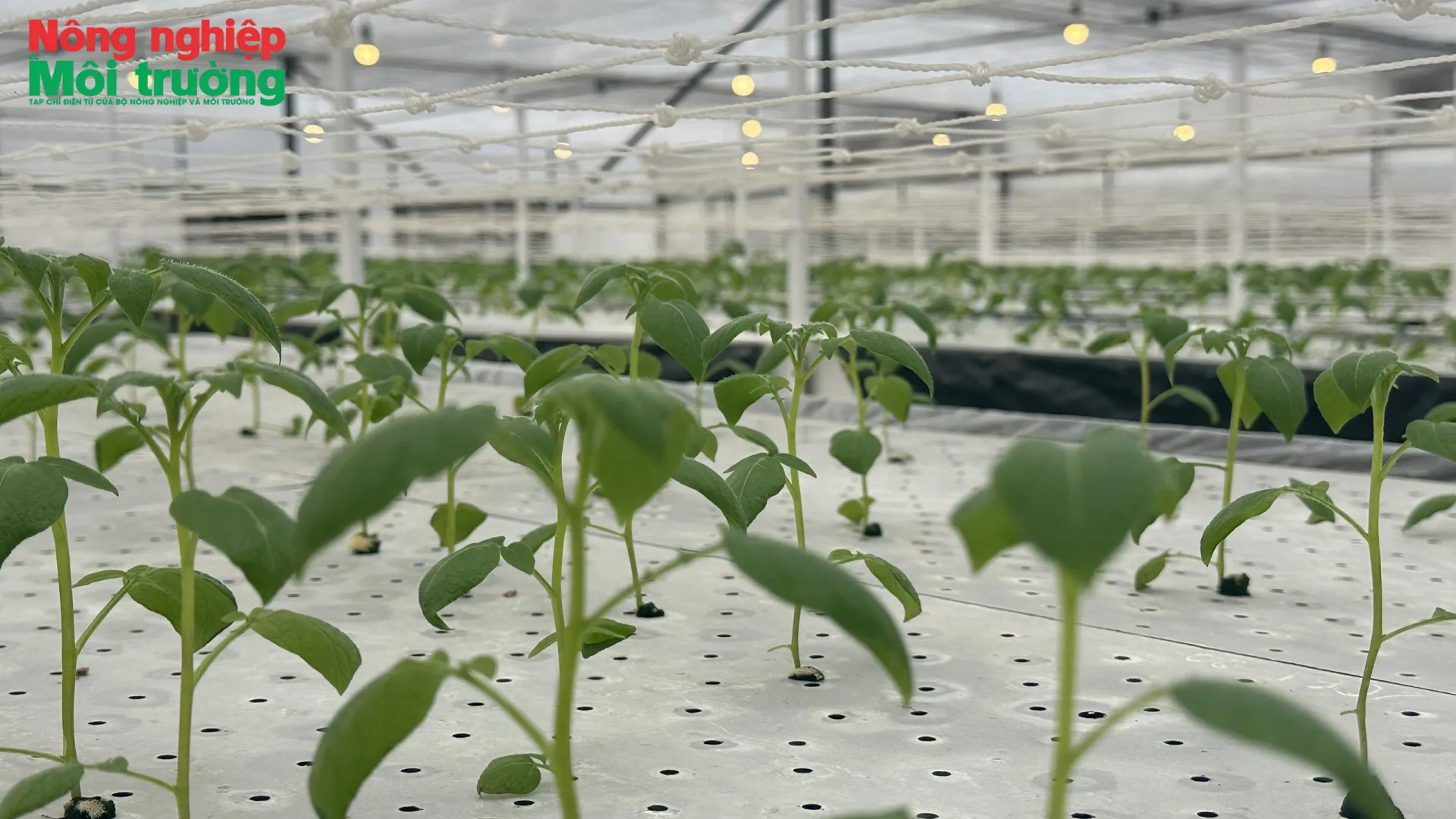 Ứng dụng công nghệ cao, động lực then chốt tái cơ cấu ngành nông nghiệp