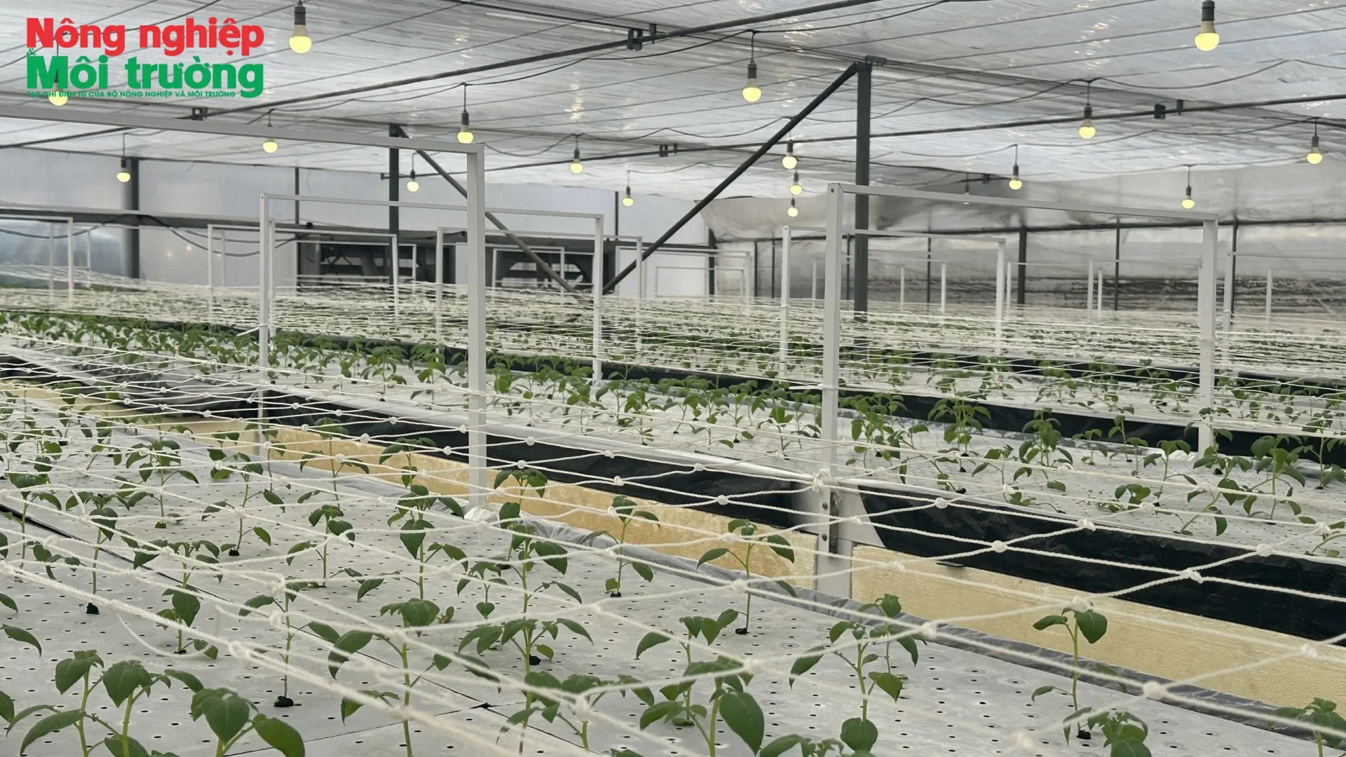 Ứng dụng công nghệ cao, động lực then chốt tái cơ cấu ngành nông nghiệp